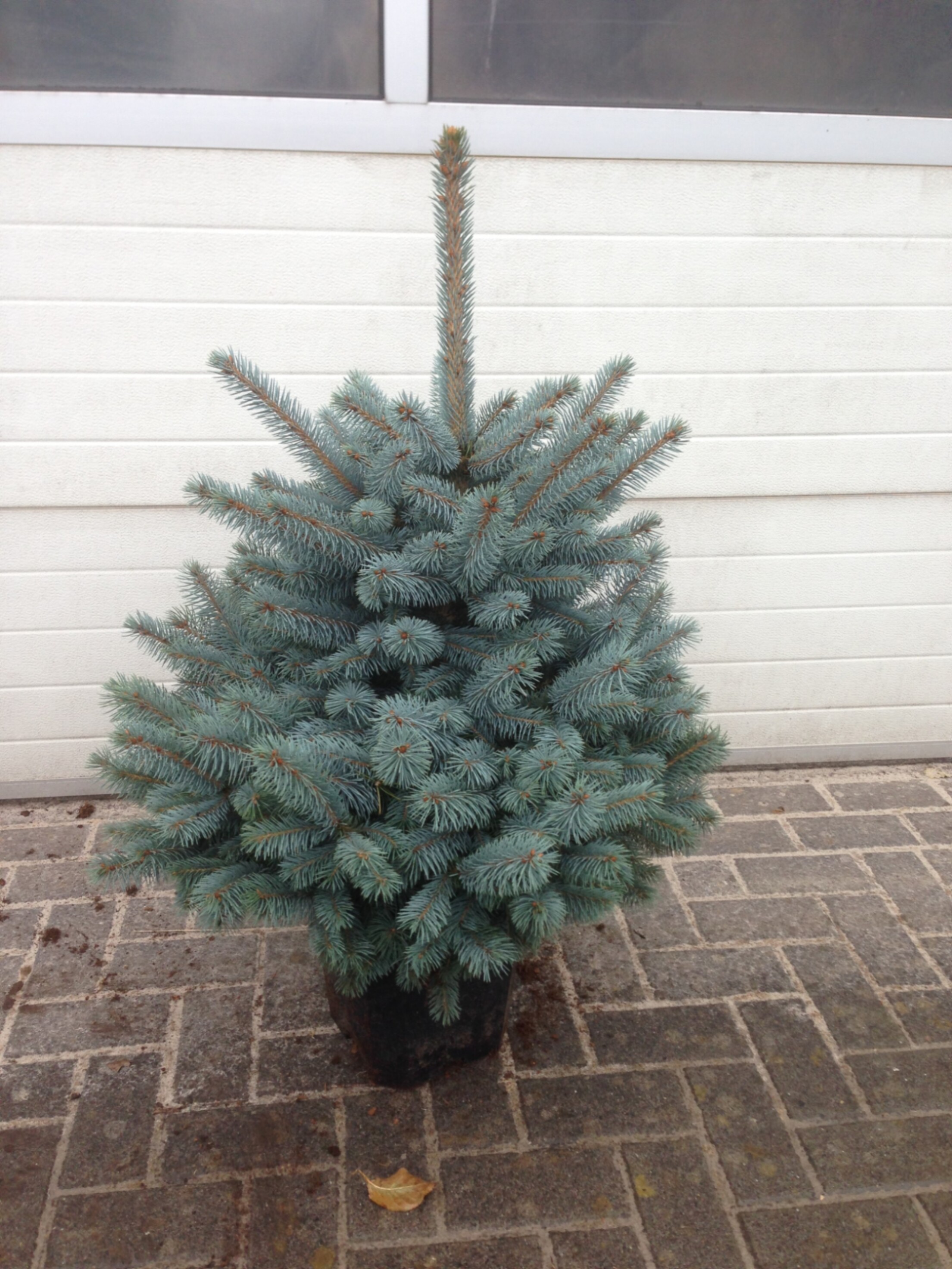 Ель колючая Супер Блю